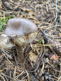 Amanita porphyria - Мухомор порфировый