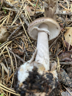 Amanita porphyria - Мухомор порфировый