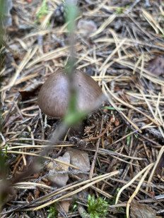 Amanita porphyria - Мухомор порфировый