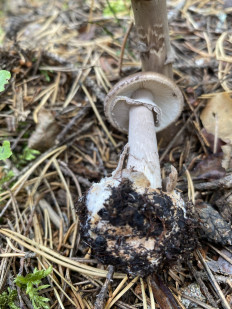 Amanita porphyria - Мухомор порфировый