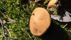 Гриб из Владимир