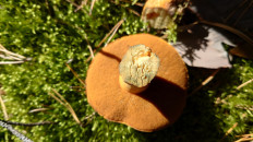 Гриб из Владимир