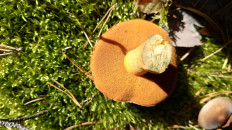 Гриб из Владимир