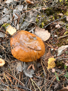 Гриб из Красноярск