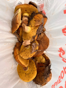 Гриб из Красноярск