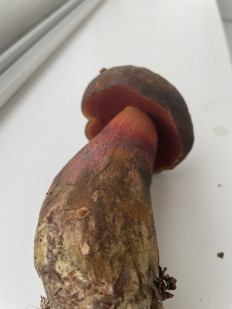 Гриб из Тольятти