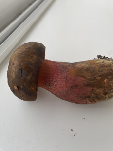 Гриб из Тольятти