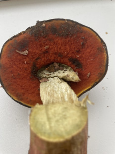 Гриб из Тольятти