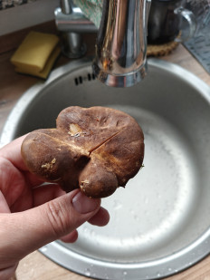 Гриб из Мюнхен