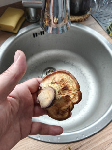 Гриб из Мюнхен