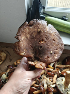 Гриб из Мюнхен