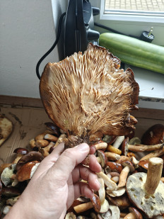 Гриб из Мюнхен