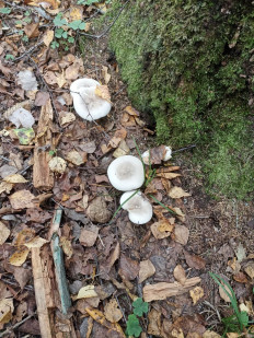 Гриб из Смоленск г