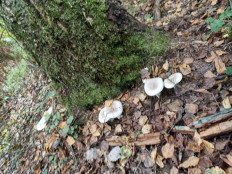 Гриб из Смоленск г