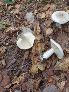 Гриб из Смоленск г