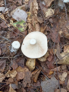 Гриб из Смоленск г