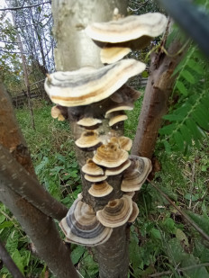 Гриб из Стерлитамак Башкирия