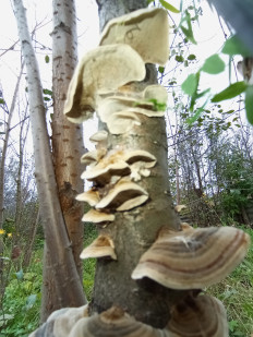 Гриб из Стерлитамак Башкирия