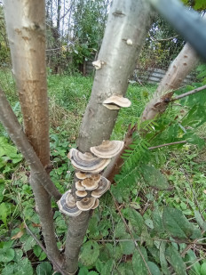 Гриб из Стерлитамак Башкирия