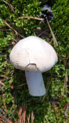 Гриб из Владимир