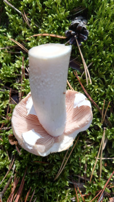 Гриб из Владимир