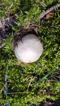 Гриб из Владимир