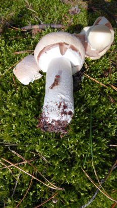 Гриб из Владимир