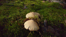 Гриб из Владимир