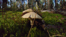 Гриб из Владимир