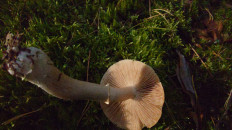 Гриб из Владимир