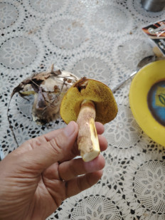 Гриб из Ессентуки