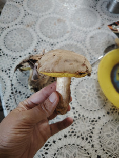 Гриб из Ессентуки