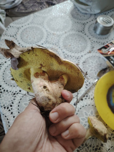 Гриб из Ессентуки