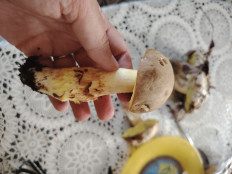 Гриб из Ессентуки