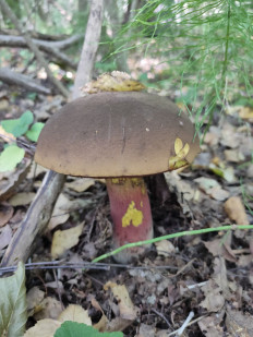 Гриб из Подольск