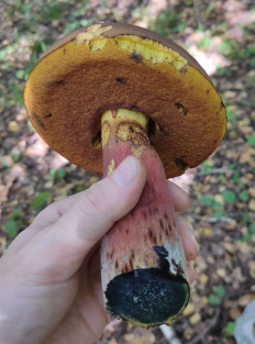 Гриб из Подольск