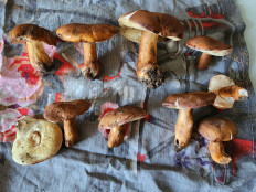 Гриб из Тамбов