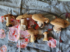 Гриб из Тамбов