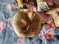 Гриб из Тамбов