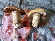 Гриб из Тамбов