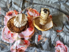 Гриб из Тамбов