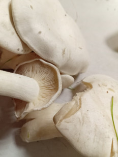 Гриб из Тевриз