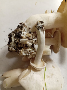 Гриб из Тевриз