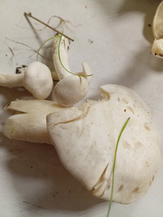 Гриб из Тевриз