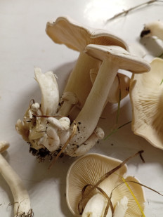 Гриб из Тевриз