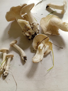 Гриб из Тевриз