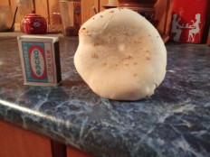 Гриб из Лоймола