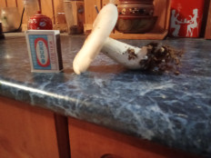 Гриб из Лоймола