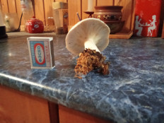 Гриб из Лоймола