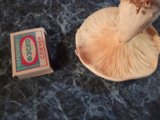 Гриб из Лоймола